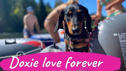 Playful Cute Doxies Lovely Videos | Funny Dachshund dogs try not to laugh videos compilation
