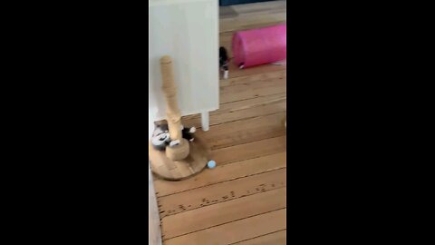 Cuteness overload! Kitten heaven