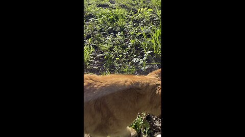 Rijik 🐈 in nature.