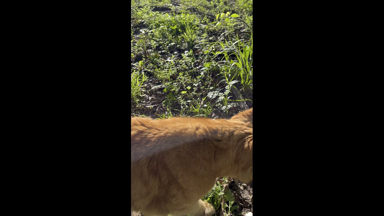 Rijik 🐈 in nature.