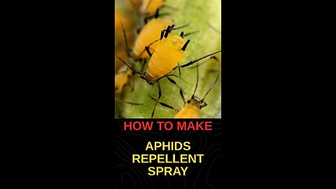 How to Make Aphids Repellant Spray