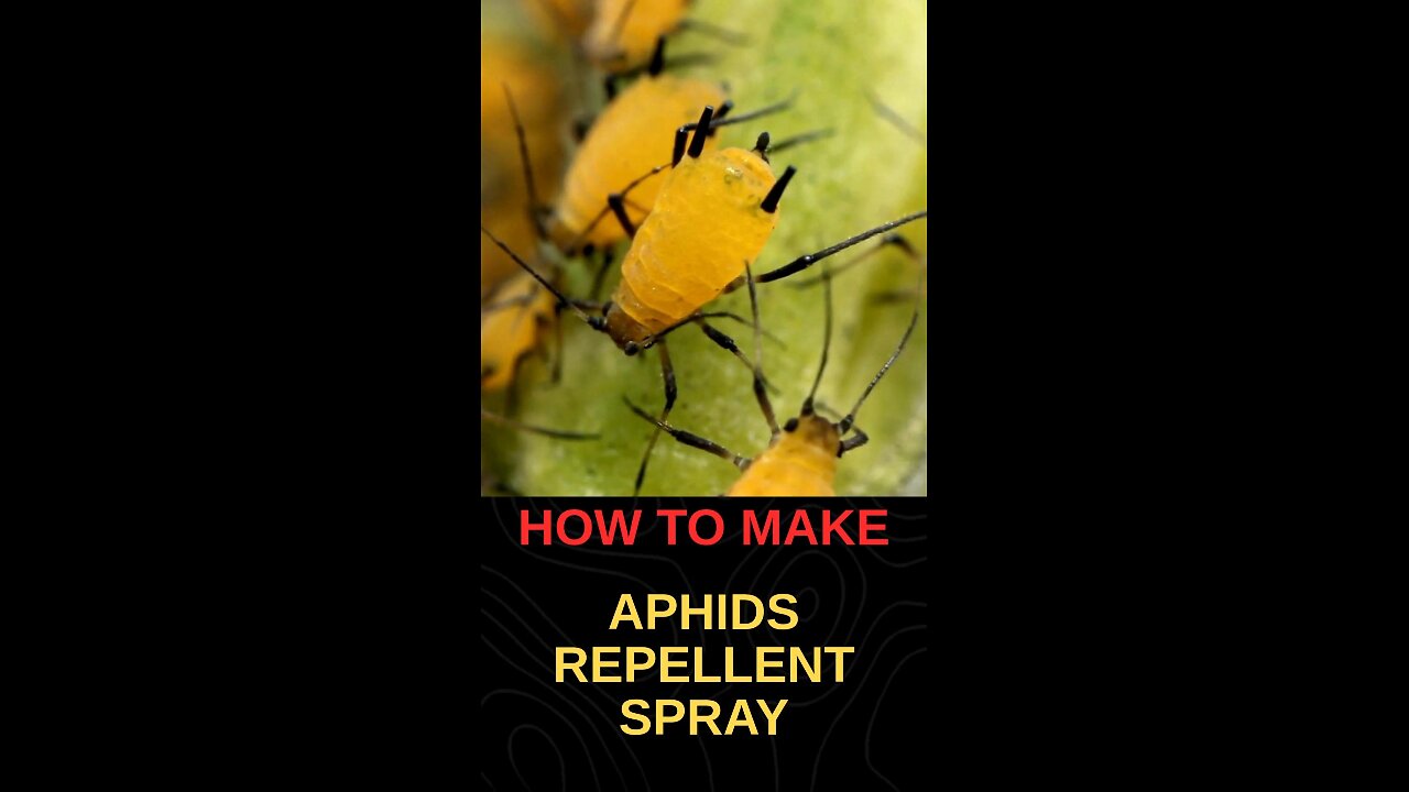 How to Make Aphids Repellant Spray