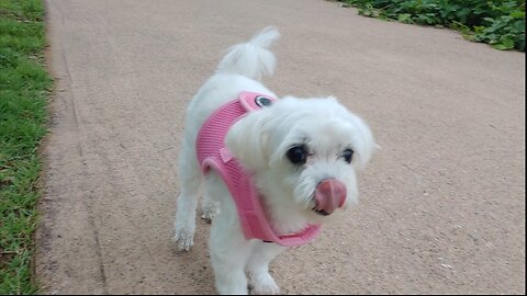 🐩: "다리는 좀 불편해요~ 근데,나 아직 아름답죠?" [고령 강아지 ,당시 *15살 ,이름* 희망이, 대한민국의 흔한 한 공원에서...]