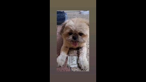 भाई पैसे दे दे