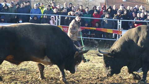 Gavran od Benita vs Natikač od Dumana Vitez 2025