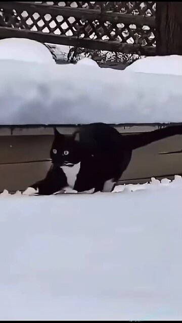 You could watch this forever!