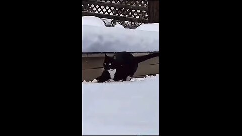 You could watch this forever!