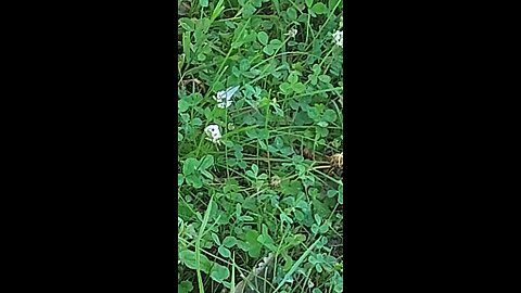 butterfly 1of6
