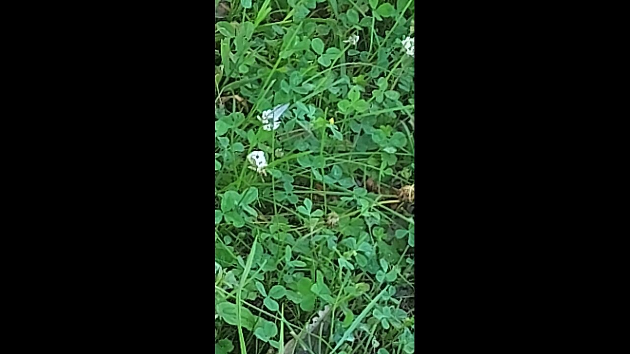 butterfly 1of6