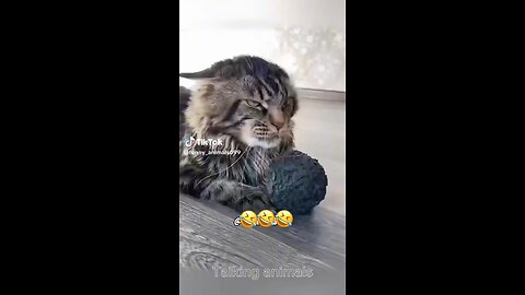 lol 🤣🤣