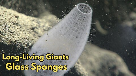Long-Living Giants: Age and Growth Dynamics of Deep-Sea Glass Sponges