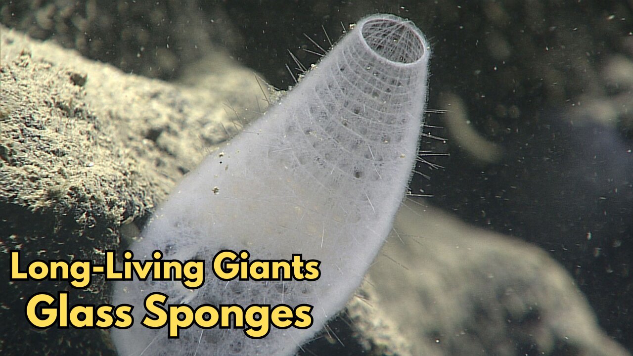Long-Living Giants: Age and Growth Dynamics of Deep-Sea Glass Sponges
