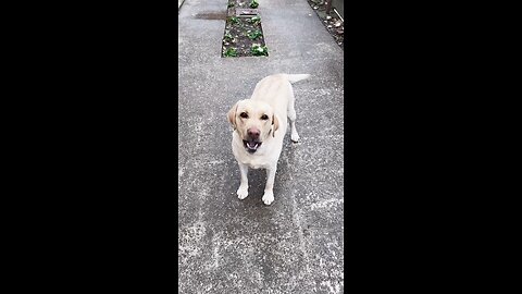 Funny Dog Barking Sound 😂🐶