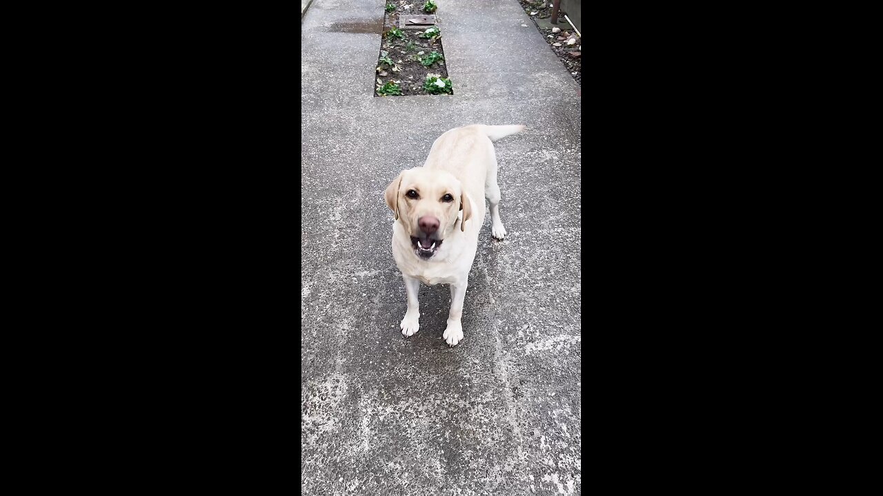Funny Dog Barking Sound 😂🐶