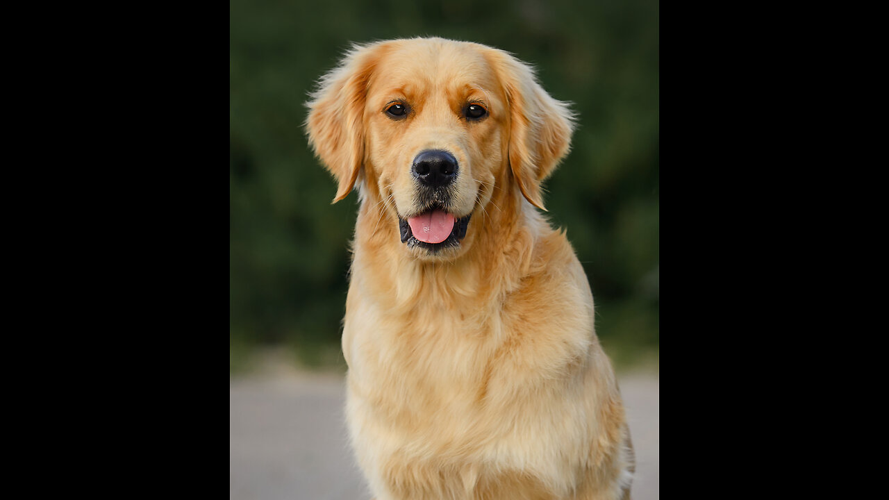 Treasure every moment with your best friend. 🐾💛