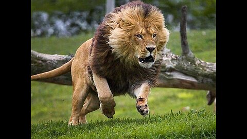 ‎Cheetah Strike on Sea Animals |Unstoppable Predator Instincts