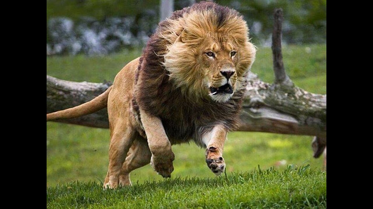 ‎Cheetah Strike on Sea Animals |Unstoppable Predator Instincts