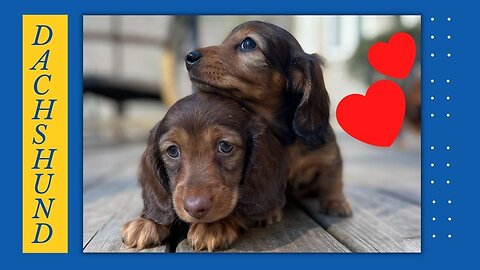 Mini Dachshund Cutest Video , Playful Weiner Living with Sausage Dog Perros salchicha Takca Teckel
