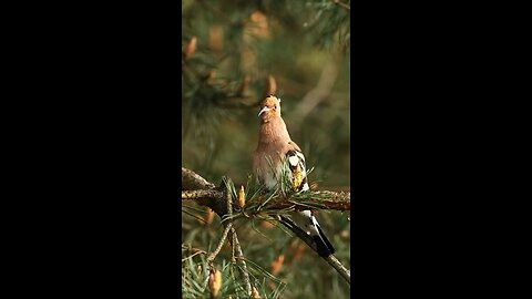 amazing bird