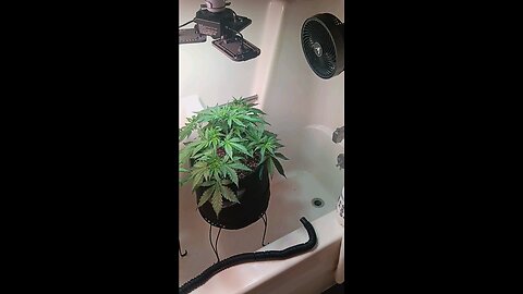Gorilla Cookies Auto week 3 day 4