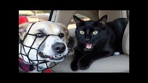 Best Pet Fails Ever 😂 Best of FailArmy Animals