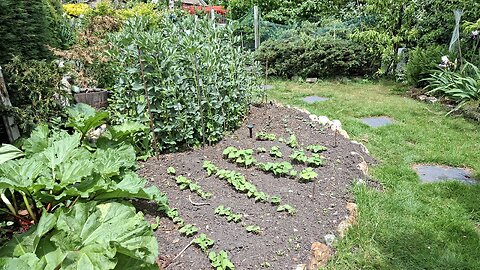 Garden Tour Late/Mid Spring part 2, Vegetables and Soft Fruits