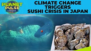 Oysters to Eels: Why Japan’s Seafood Staples Are Suddenly Declining | Planet Pulse
