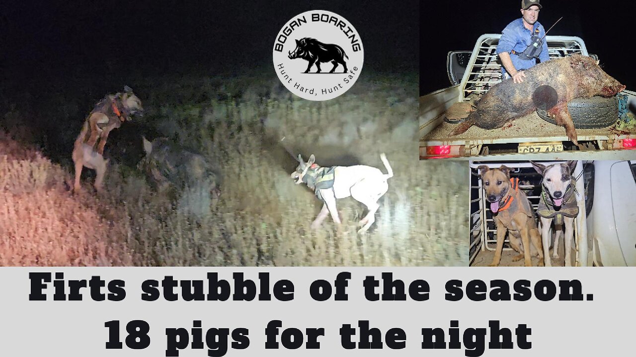 First stubble of the season. 18 pigs for the night