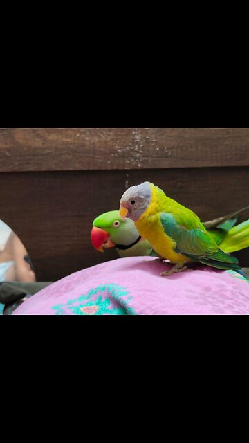 My bestie 2 🦜🦜