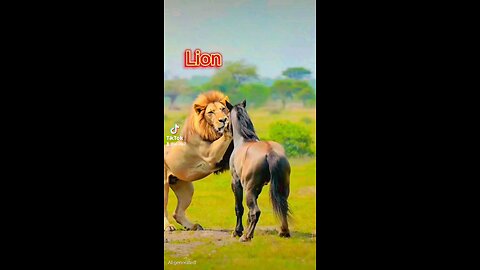 Lion 🦁 VS Horse 🐎 Survival of the Fittest! Will Lion Lose?