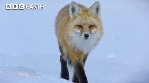 Fox vs Ice: Yellowstone’s Frozen Hunt for Survival | BBC Earth 