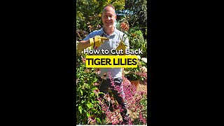 Can You REALLY Grow More Tiger Lilies By Cutting Stems THIS WAY?