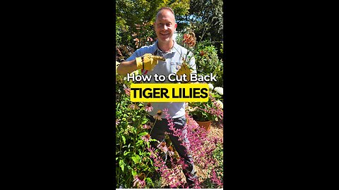 Can You REALLY Grow More Tiger Lilies By Cutting Stems THIS WAY?