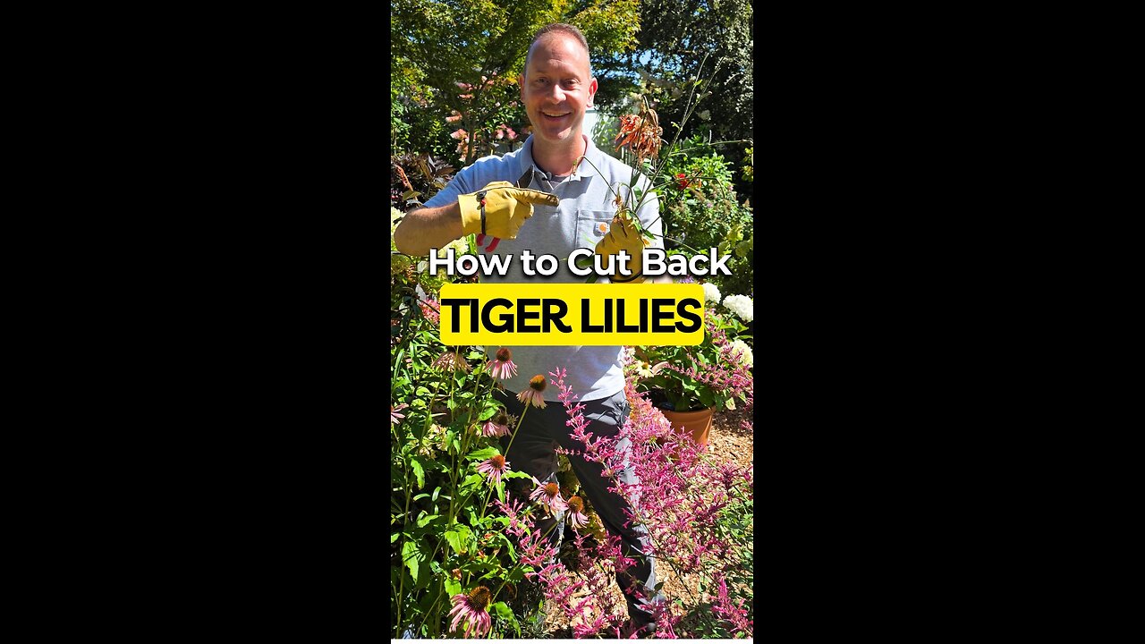 Can You REALLY Grow More Tiger Lilies By Cutting Stems THIS WAY?