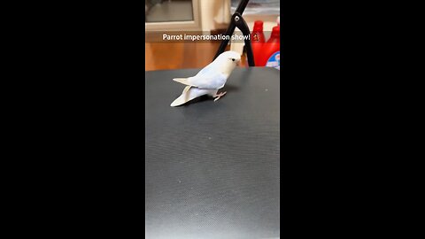 Funny Parrot