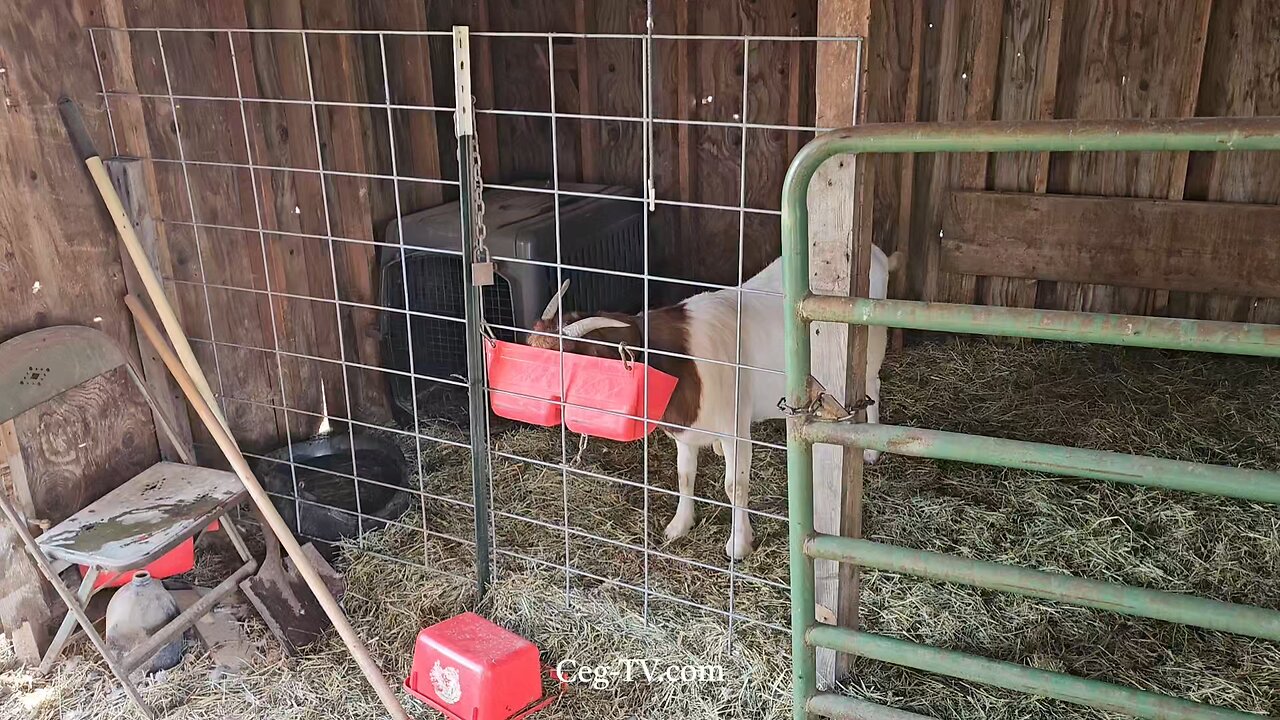 Graham Family Farm: 7:15 PM June 17 2025