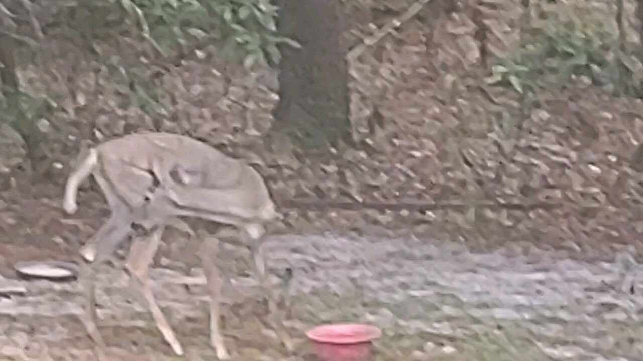 Florida Deer family 8/30/25