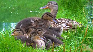The 7 Mallard Duck Ducklings Getting Ready for Bed