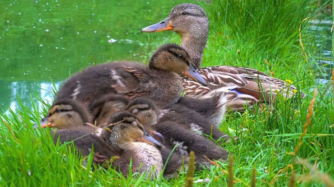 The 7 Mallard Duck Ducklings Getting Ready for Bed