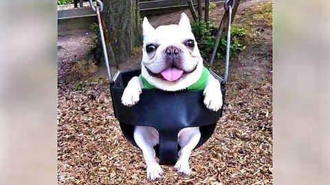 SMALL PETS are the FUNNIEST & CRAZIEST - LAUGH super hard!