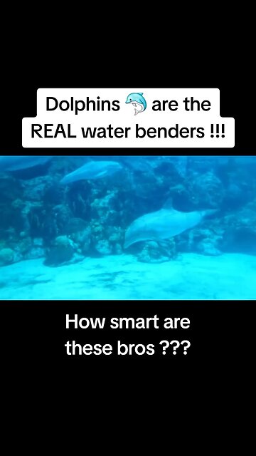 Dolphins Are The Real Water Benders😍🐬