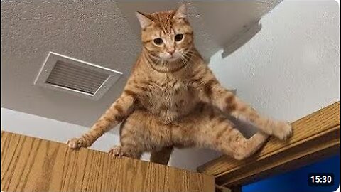 Funniest Cats and Dogs 🐶🐱 | Funny Animal Videos #