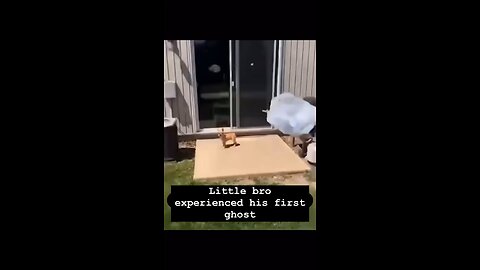 Scared little doggy