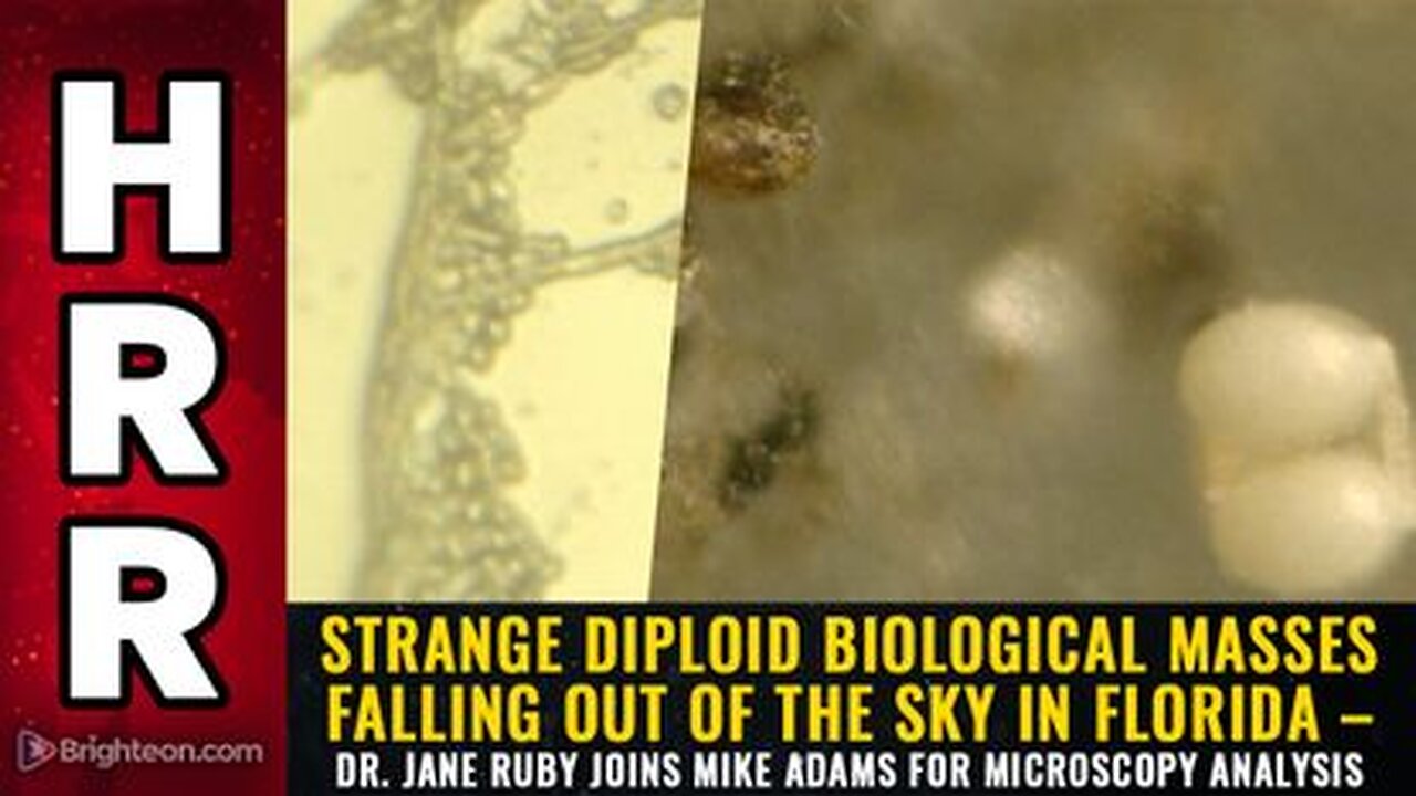 Strange diploid biological masses falling out of the sky in Florida