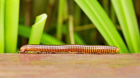 100 Arthropods