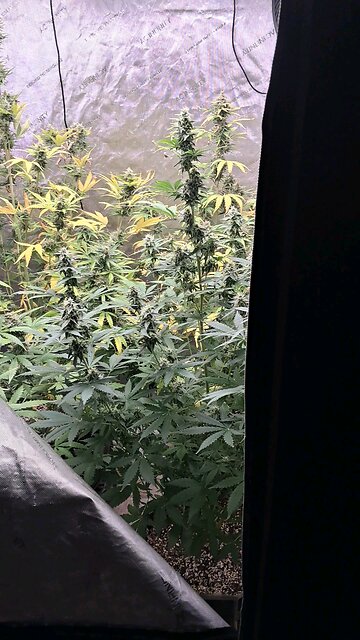 grape ape and northern lights grow