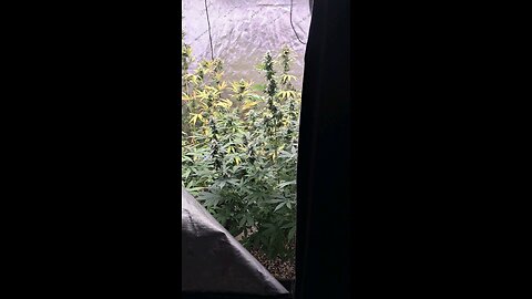 grape ape and northern lights grow