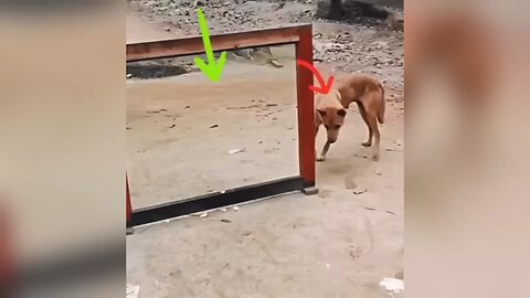 comic story of dog and mirror