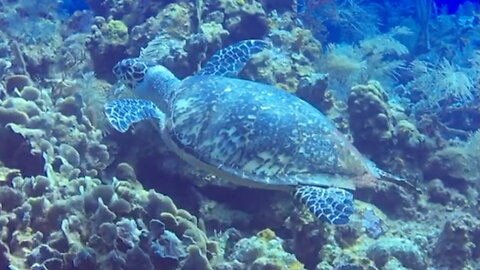 Sea Turtle Swimming Along