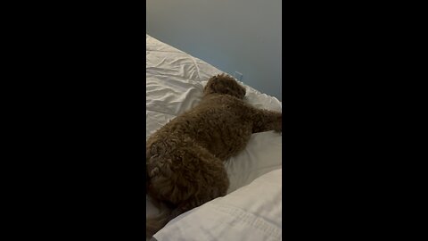 Nap Time 🐶💤
